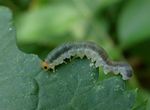 Macrophya ribis